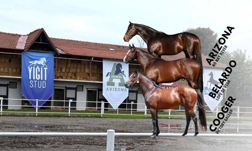 Yiğit Stud’da Görkemli Tanıtım – Arizona, Belardo ve Cooger görücüye çıktı! Yiğit Stud’da Görkemli Tanıtım – Arizona, Belardo ve Cooger görücüye çıktı!